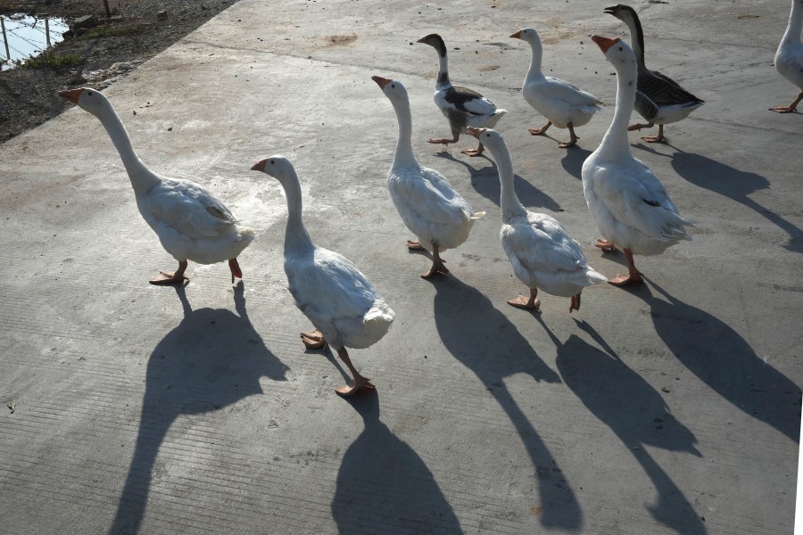 Farm geese cross a road outside Phnom Penh, Cambodia, Monday, Feb. 12, 2024. Cambodia reports a new case of bird flu, the brother of a 9-year-old who died from the virus last week.  (AP Photo/Heng Sinith)