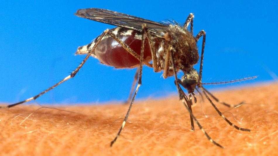 Health officials confirm detection of West Nile virus in Savannah.  Here's how you can protect yourself