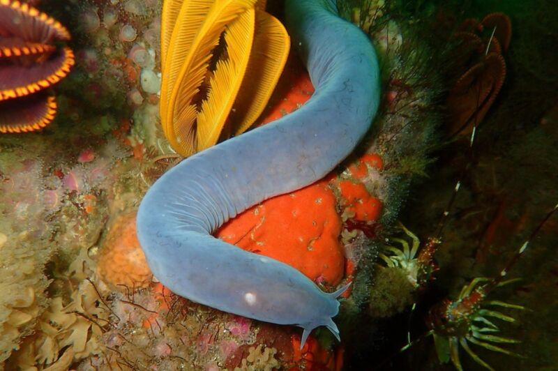 Sixgill hagfish (Eptatretus hexatrema) in False Bay, South Africa