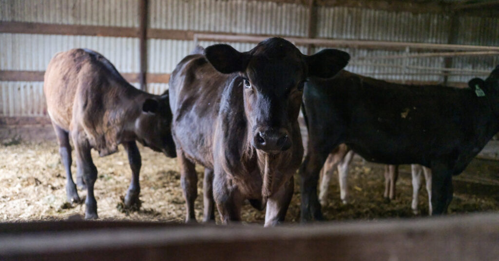 How is bird flu spread in cows?  Experience yields “good news.”