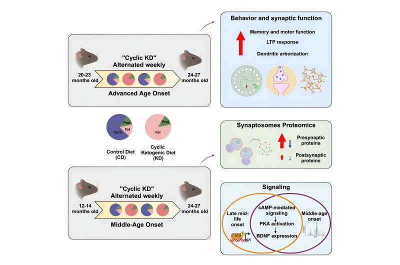 How the ketogenic diet improves health and memory in aging mice