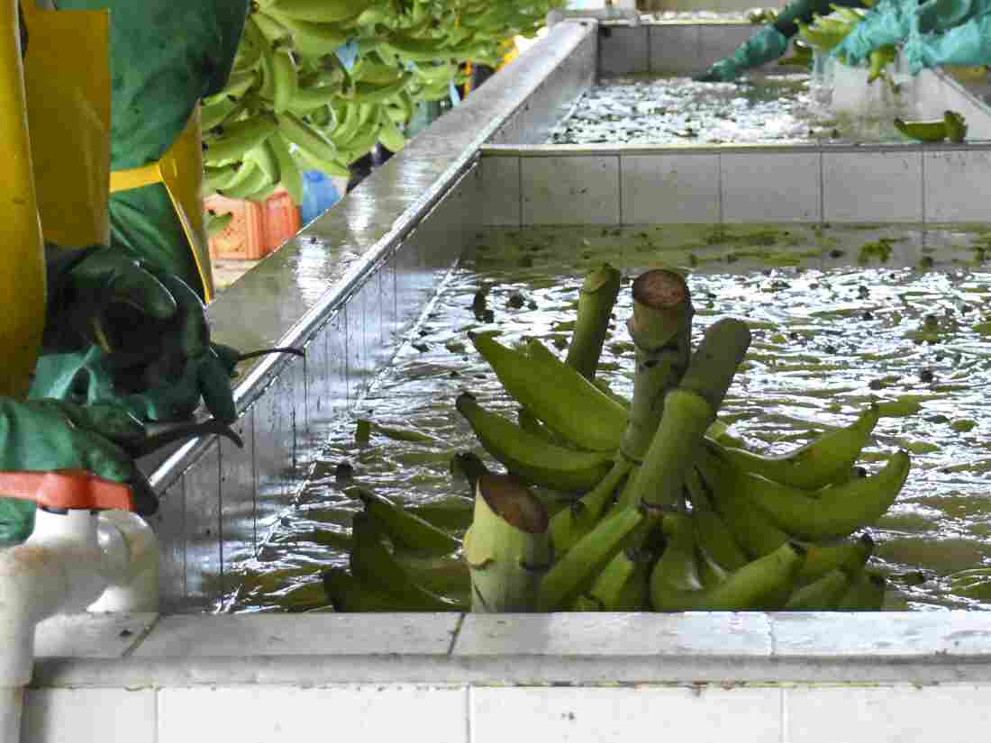 Employees work on a banana plantation in Apartado, Colombia, on Tuesday.  Banana giant Chiquita Brands International said it would appeal a federal jury's decision finding it responsible for funding a Colombian paramilitary group known for widespread killings.