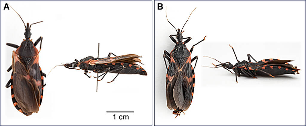 Dorsal and lateral views of each Triatoma sanguisuga specimen. 