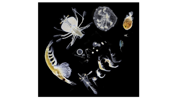 A variety of zooplankton, tiny marine animals of different shapes and sizes, on a black background