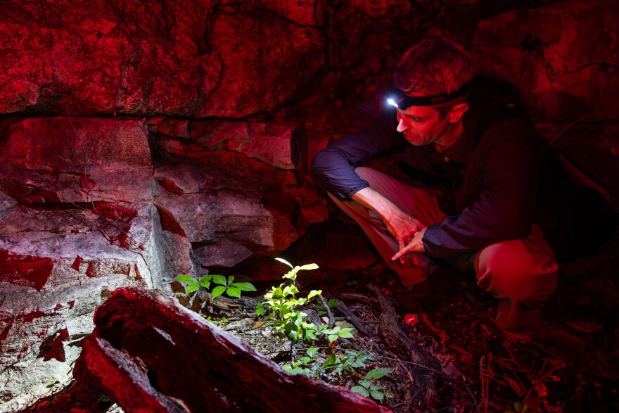 A man with a lit headlight crouches in the dirt.  There is a large rock formation behind him and some greenery in front of him.  He's looking for little frogs.