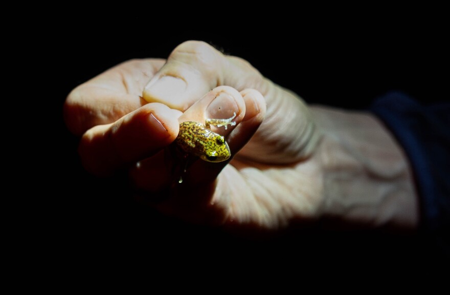 A small frog is visible on one hand.  The frog appears to be slightly larger than the tip of a finger.