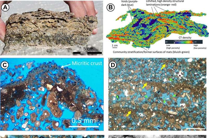 New remains of the first life on Earth discovered in Saudi Arabia