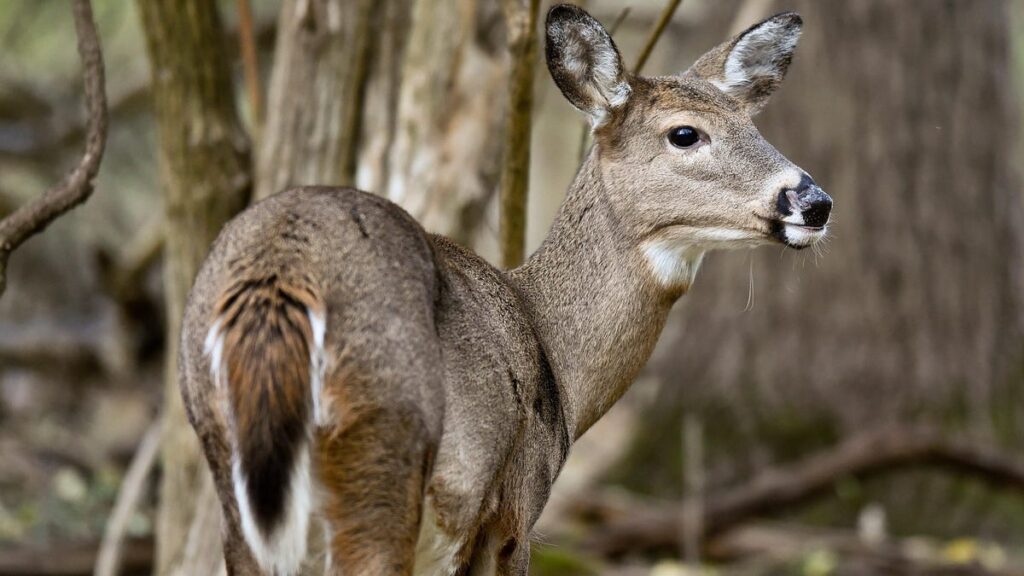 Prion disease is spreading among deer.  Here's what we know about the risk to humans