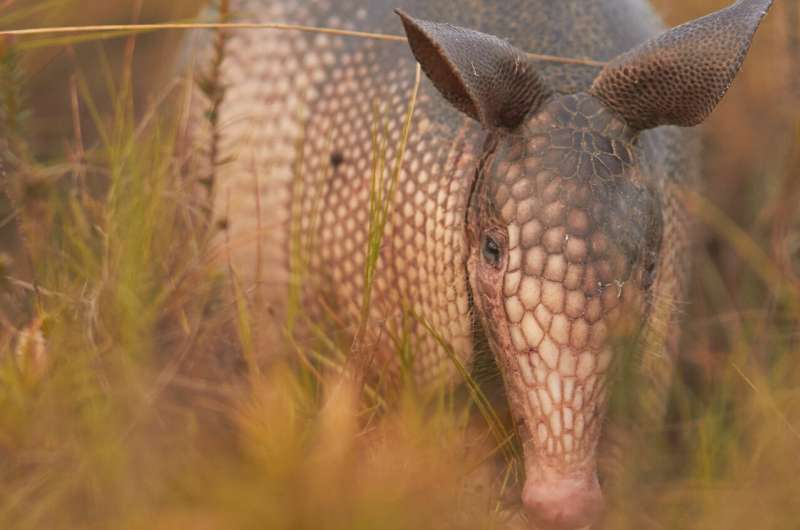 Saturday Quotes: Armadillos Are Everywhere; Neanderthals Still Surprise Anthropologists; Children Are Egalitarian