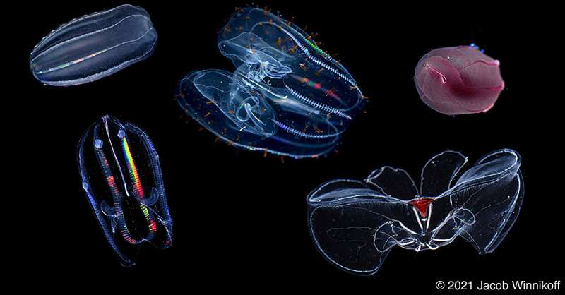 Under pressure: How jellyfish adapted to life on the ocean floor