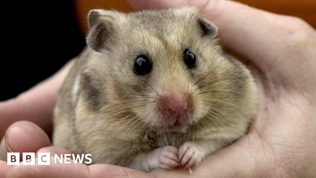 Vet bills: Owner quoted £500 to have hamster's teeth removed - BBC News