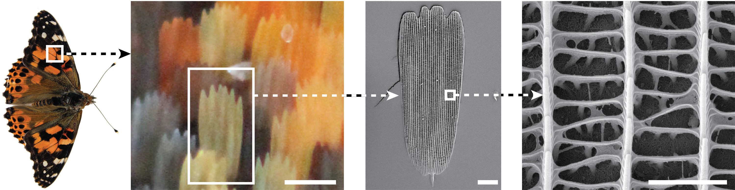 Four images show the butterfly;  butterfly scales;  the crests of a single scale;  and an extreme close-up of some ridges.