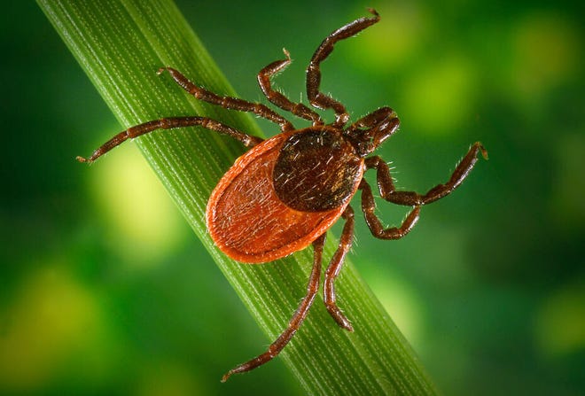 The blacklegged tick, also called deer tick or bear tick, carries the bacteria Borrelia burgdorfi, which causes Lyme disease.