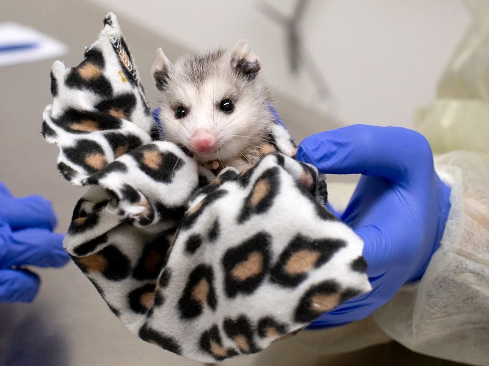 Swabs taken from a baby opossum will be tested for H5N1 avian influenza.