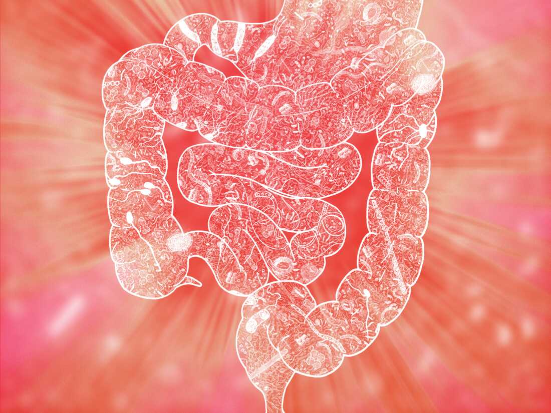 An illustration of the human microbiome.  Bacteria in our guts can influence our mental health, research shows.