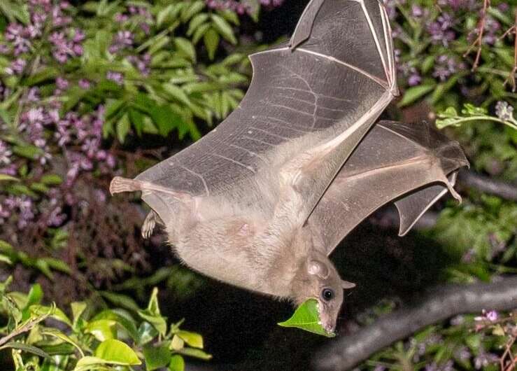 Wild bats possess great cognitive abilities, previously thought to be exclusive to humans.