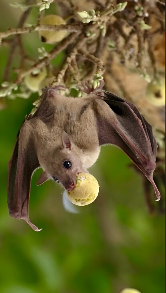 Wild bats with enhanced cognitive abilities previously thought to be exclusive to humans