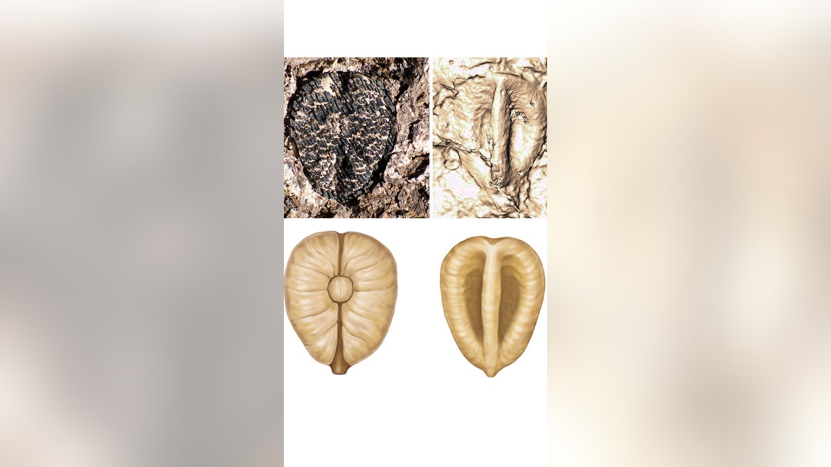 Grape Fossil