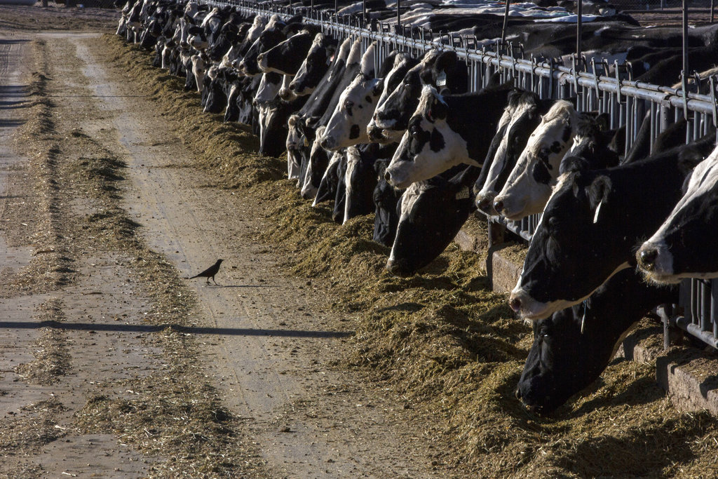 Colorado Now Sees Nation's Worst Avian Flu Outbreak Among Dairy Cows