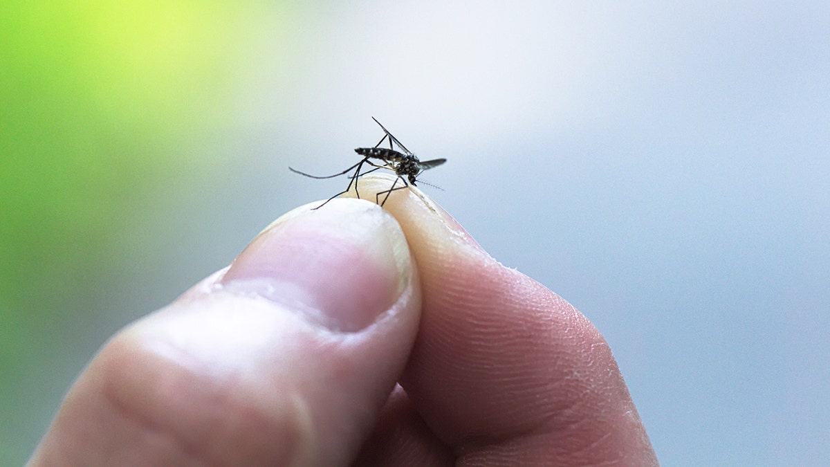 Fingers holding a dead mosquito