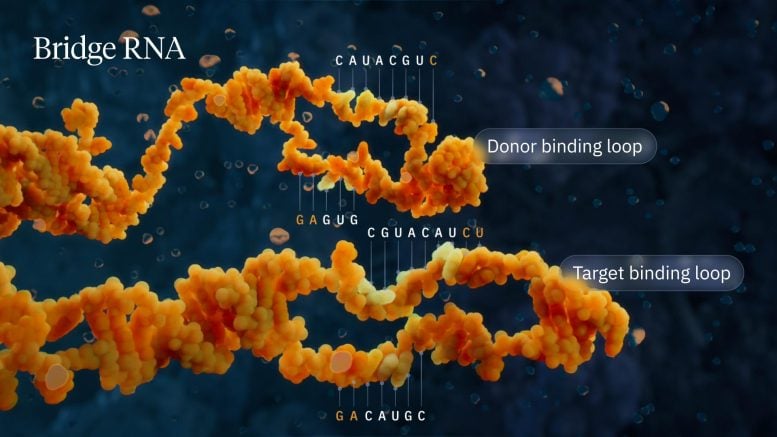 Donor and target RNA bridge binding loops