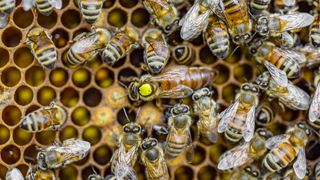 Close-up of worker bees and a queen sitting on a honeycomb.