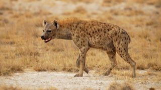 A spotted hyena growls against a backdrop of dry grass.