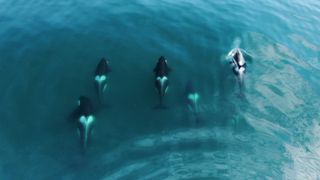 An aerial photo shows a group of five orcas swimming side by side as seen from above.