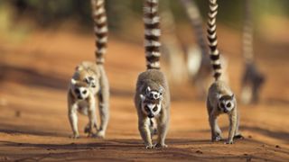 A troop of ring-tailed lemurs walk towards the camera with their young on their backs and their tails raised.