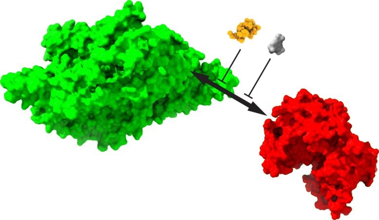 KIBRA PKM structures with inhibitors