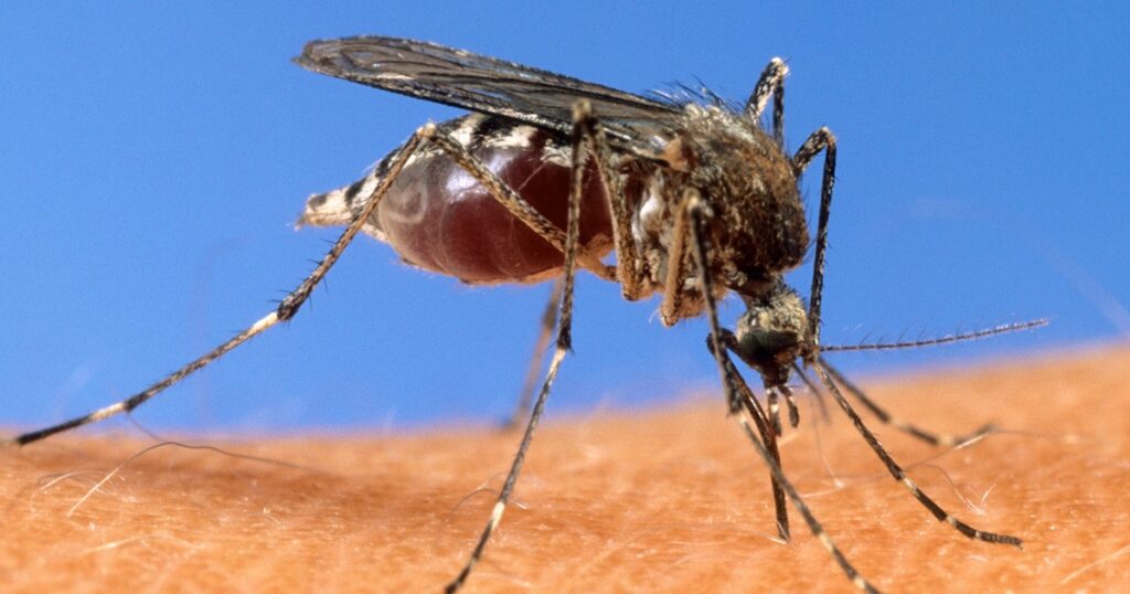 Mosquito season is here: More than a third of states have detected West Nile virus