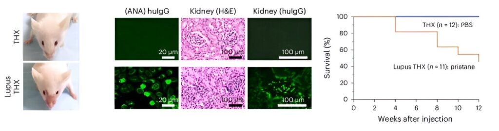 Scientists Create First Mouse Model With Complete, Functioning Human Immune System