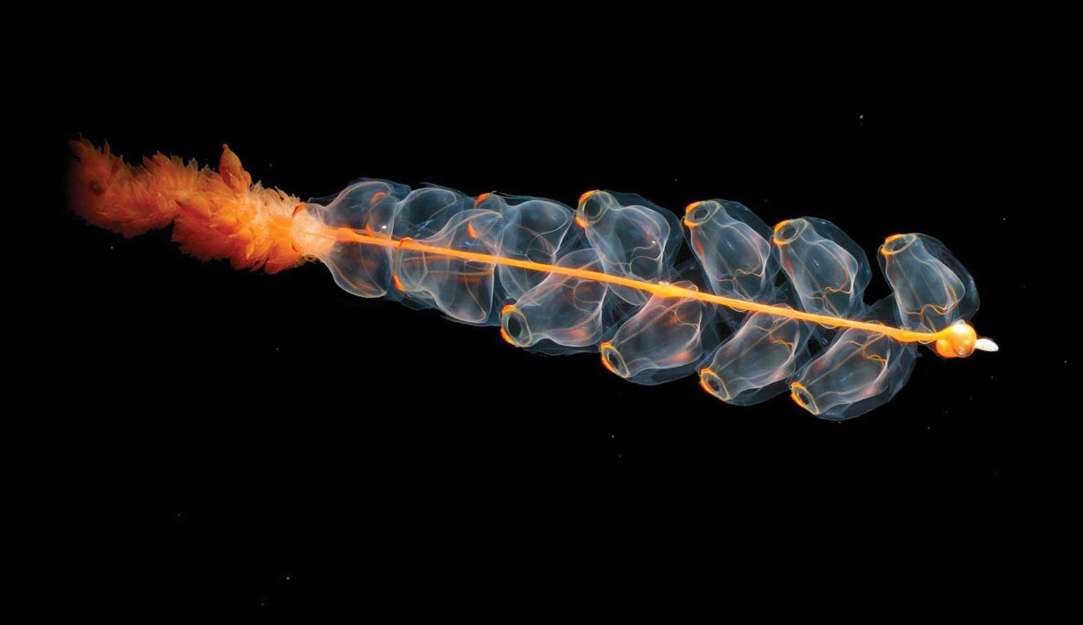 A translucent sea creature, showcasing the intricate beauty of life on Earth, with a chain of pearl-like structures on a black background.