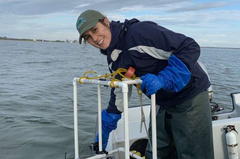 Restored oyster sanctuaries welcome more marine life