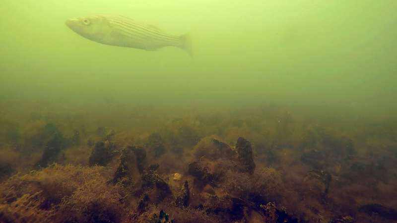 Restored oyster sanctuaries welcome more marine life