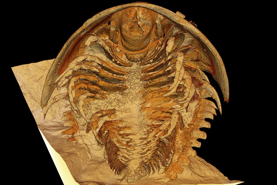 Microtomographic reconstruction shows the new trilobite species Gigoutella mauretanica found in the Tatelt Formation in the High Atlas Mountains.