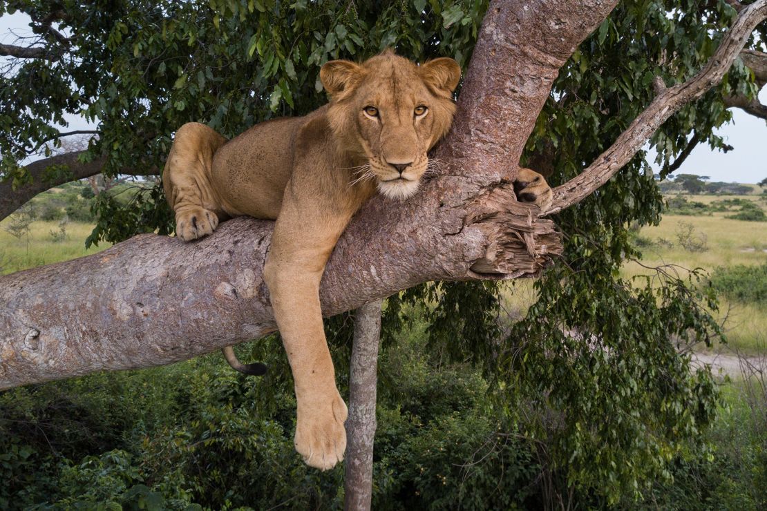 Jacob hangs out in a tree in a Ugandan park when he was younger.