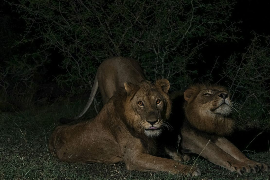 Jacob (left) and Tibu stretch before heading out on an evening hunt.