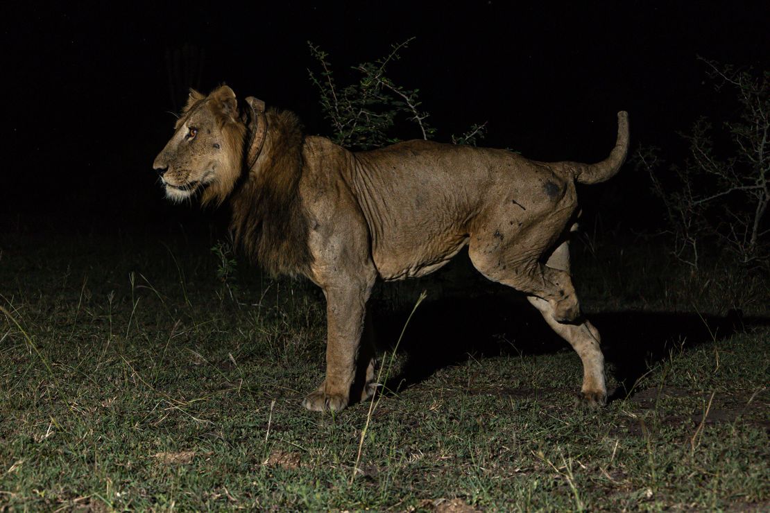 Jacob's leg was amputated after he was caught in a steel poaching trap.