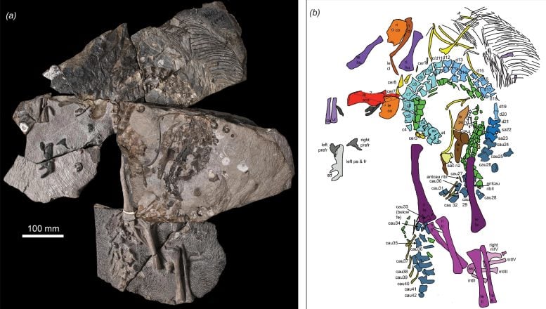 Benggwigwishingasuchus eremicarminis cut skeleton