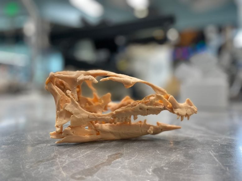 3D printed Fona herzogae skull