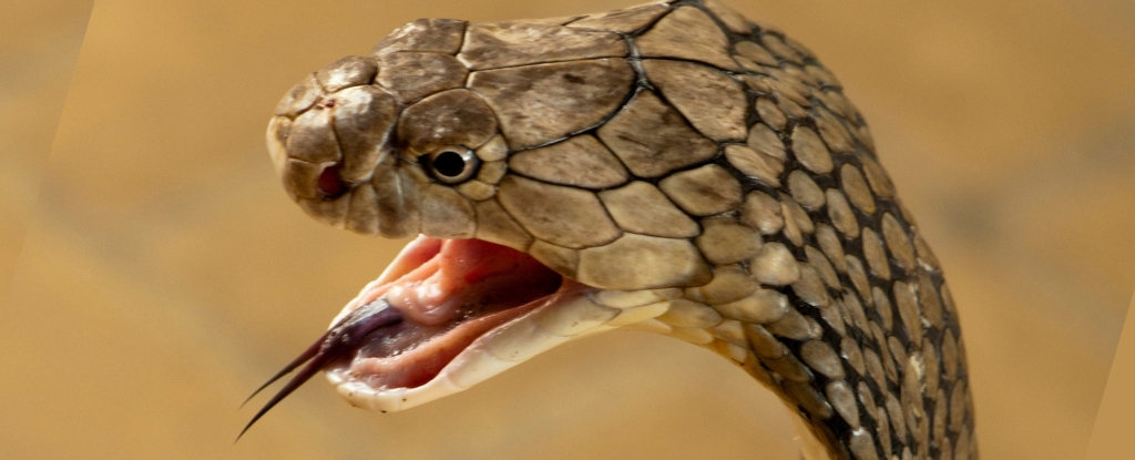 Blood thinner can treat flesh-eating cobra venom, scientists say