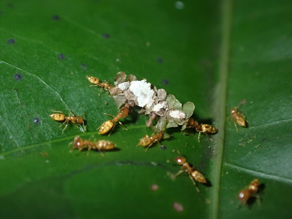 Ants and trees: an “evolutionary déjà vu” in the rainforest