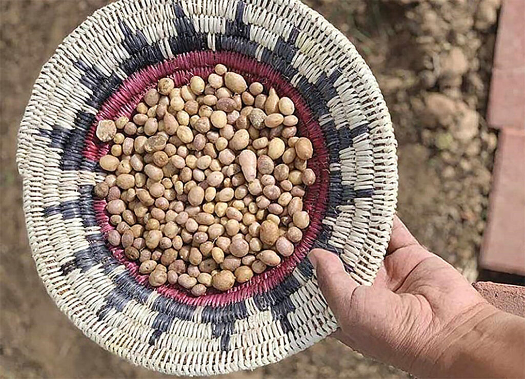 Genetics Reveal Ancient Trade Routes of Four Corners Potato