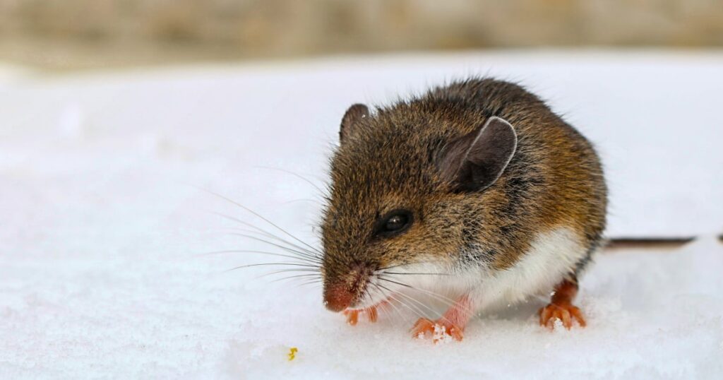 Arizona officials warn of spread of potentially deadly hantavirus