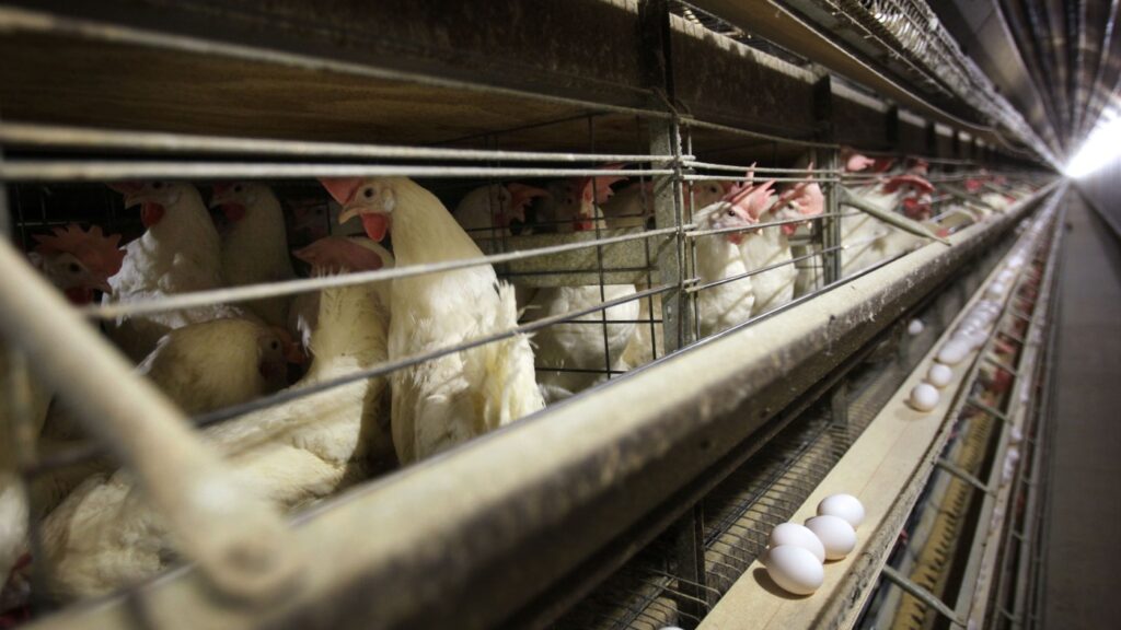 With U.S. bird flu outbreak out of control, scientists see growing risks