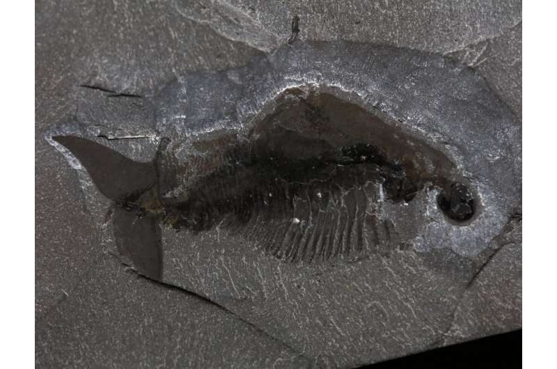 Taco-shaped arthropod from Royal Ontario Museum's Burgess Shale fossils provides new insights into early mandible history