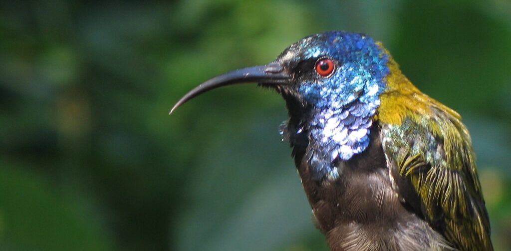 Scientists Discover Why There Are So Many Colorful Birds in the Tropics and How Those Colors Spread Over Time