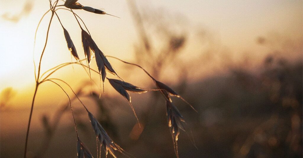 Weight Loss: The Type of Fiber in Oats May Help Improve Blood Sugar Levels