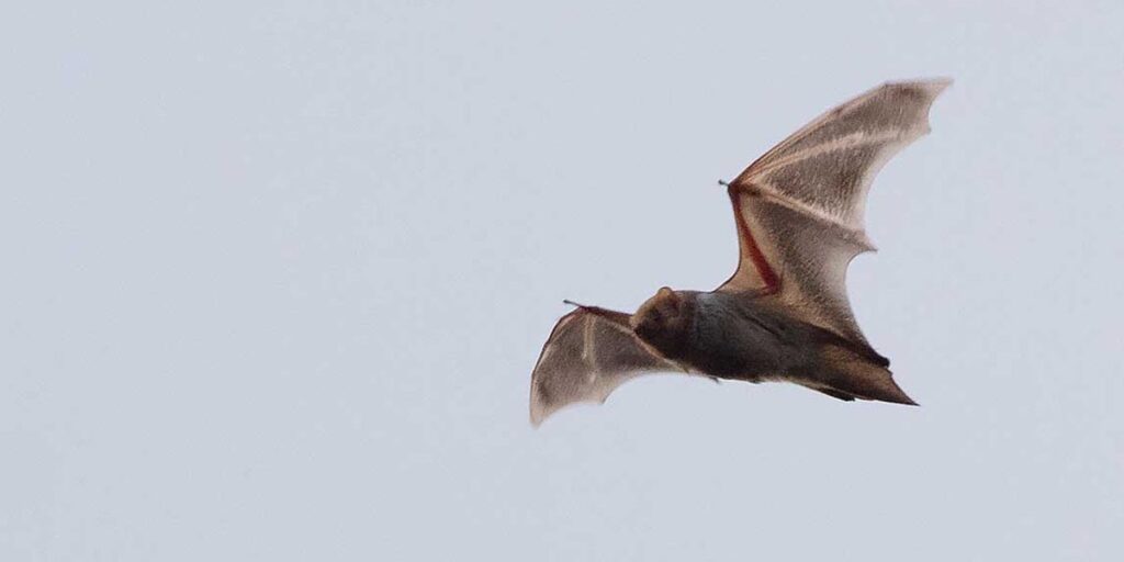 Bat Love on the Upper West Side